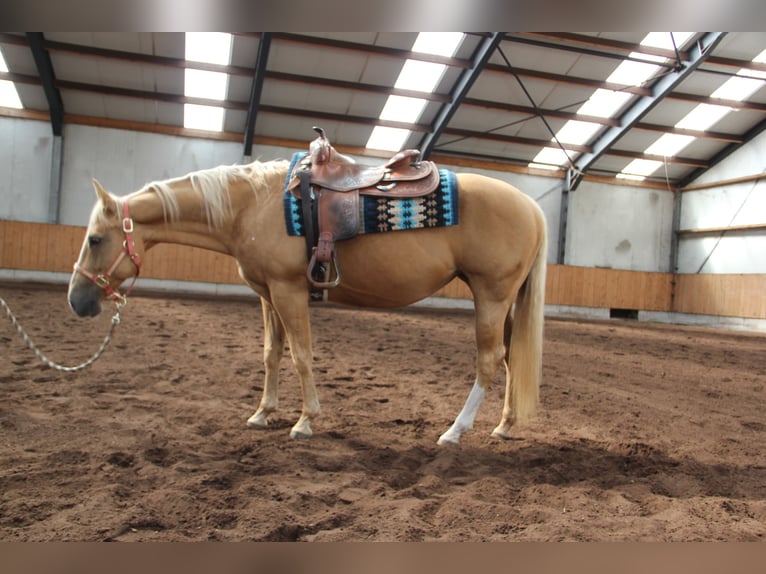 American Quarter Horse Merrie 7 Jaar 152 cm Palomino in Nistelrode