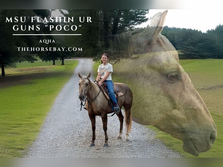 American Quarter Horse Merrie 7 Jaar 152 cm Palomino in Natchez, MS