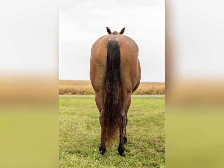 American Quarter Horse Merrie 7 Jaar 152 cm Roan-Bay in Marshall