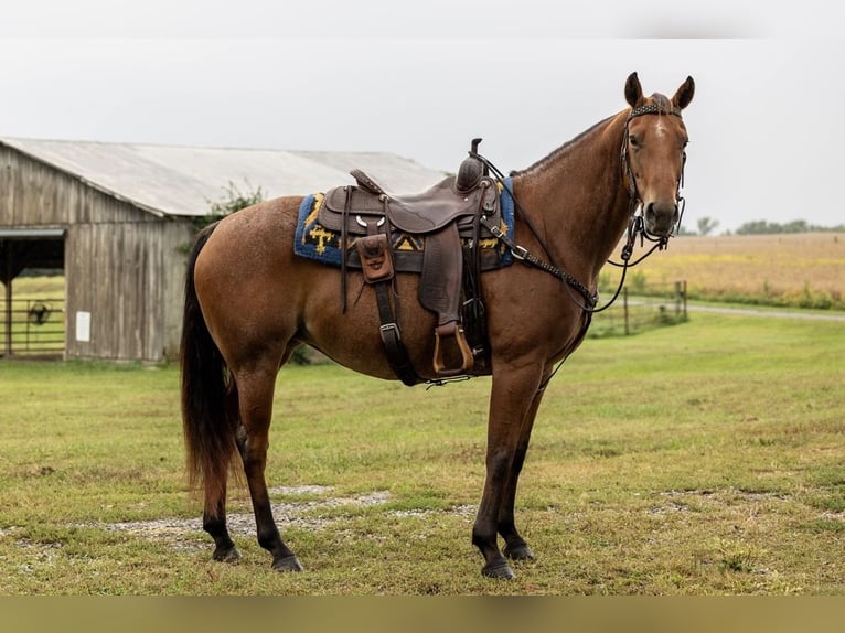American Quarter Horse Merrie 7 Jaar 152 cm Roan-Bay in Marshall