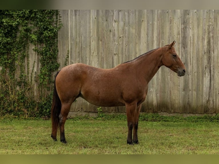 American Quarter Horse Merrie 7 Jaar 152 cm Roan-Bay in Marshall