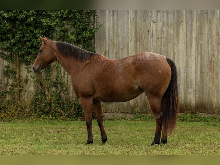 American Quarter Horse Merrie 7 Jaar 152 cm Roan-Bay in Marshall