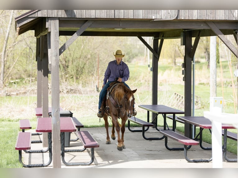 American Quarter Horse Merrie 7 Jaar 152 cm Roan-Red in Decorah
