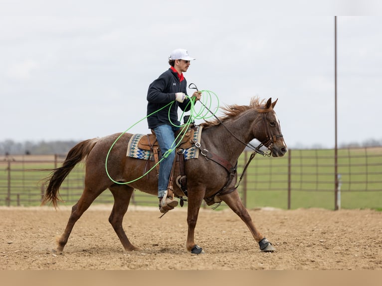 American Quarter Horse Merrie 7 Jaar 152 cm Roan-Red in Decorah