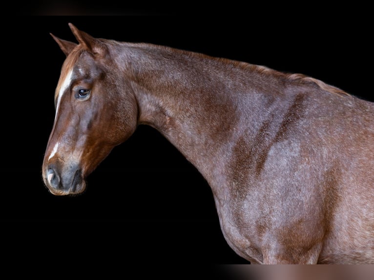 American Quarter Horse Merrie 7 Jaar 152 cm Roan-Red in Decorah