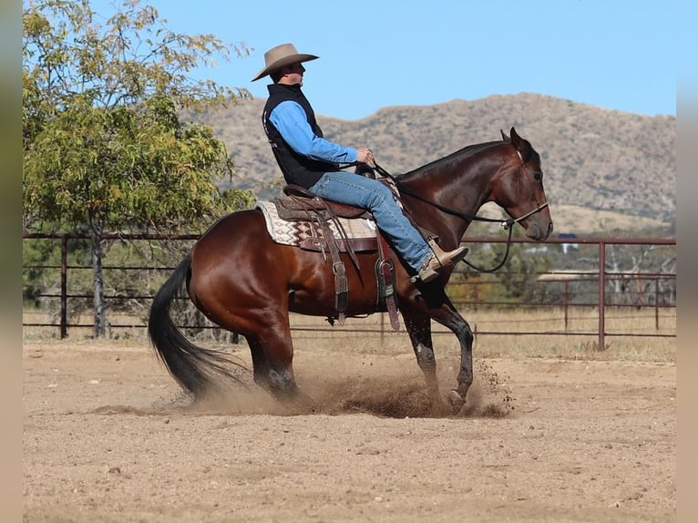 American Quarter Horse Merrie 7 Jaar 152 cm Roodbruin in Dewey, AZ