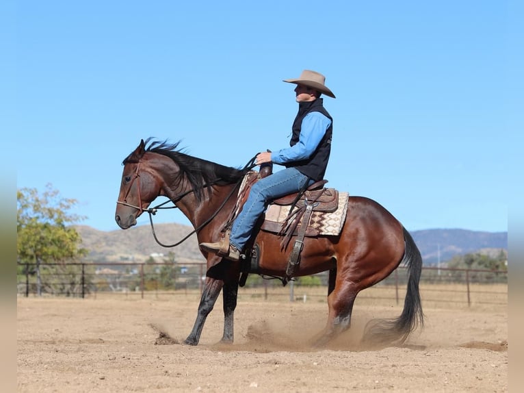 American Quarter Horse Merrie 7 Jaar 152 cm Roodbruin in Dewey, AZ