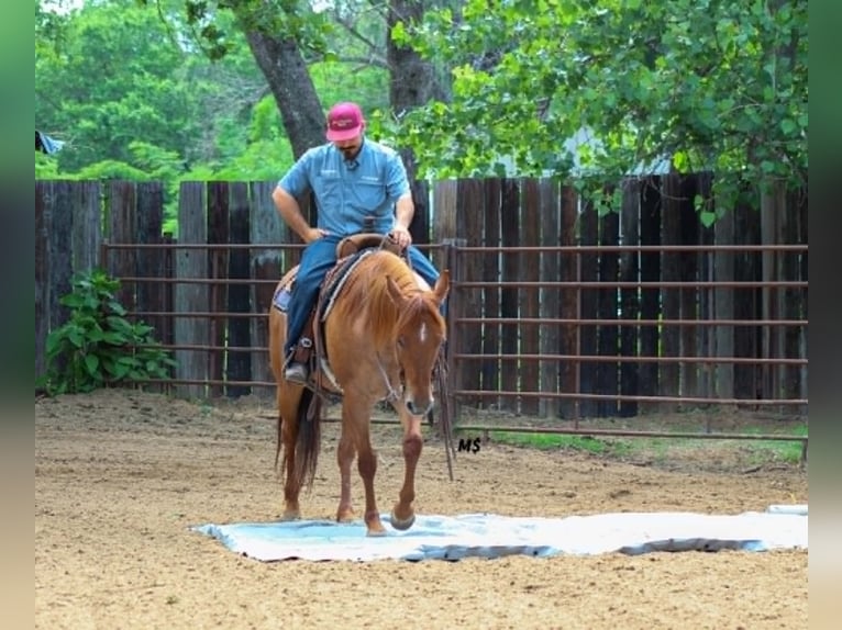 American Quarter Horse Merrie 7 Jaar 152 cm Roodvos in Whitesboro