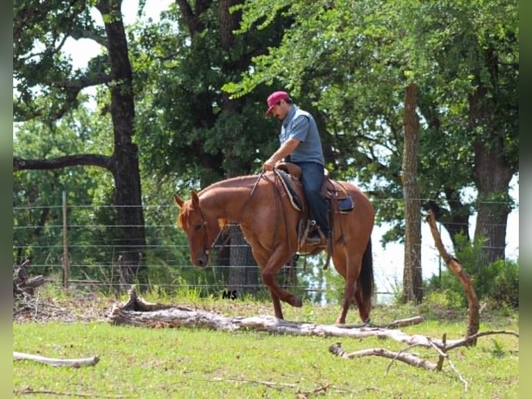American Quarter Horse Merrie 7 Jaar 152 cm Roodvos in Whitesboro