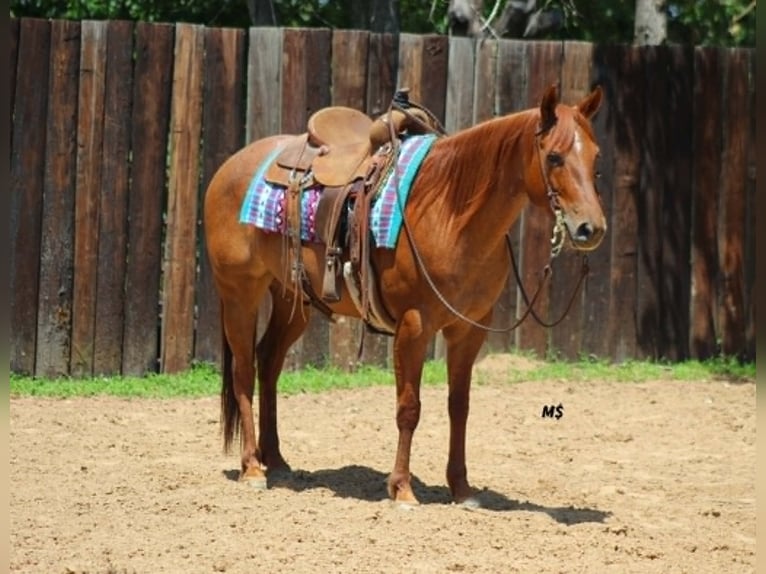 American Quarter Horse Merrie 7 Jaar 152 cm Roodvos in Whitesboro