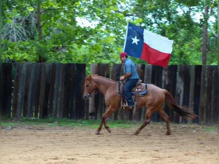 American Quarter Horse Merrie 7 Jaar 152 cm Roodvos in Whitesboro