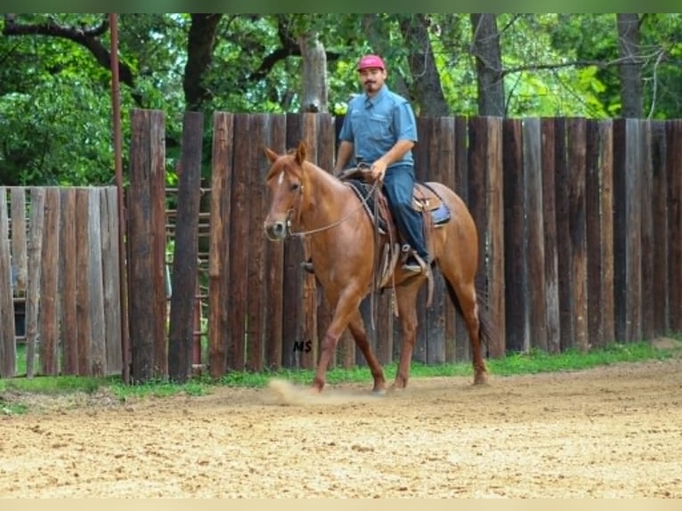 American Quarter Horse Merrie 7 Jaar 152 cm Roodvos in Whitesboro