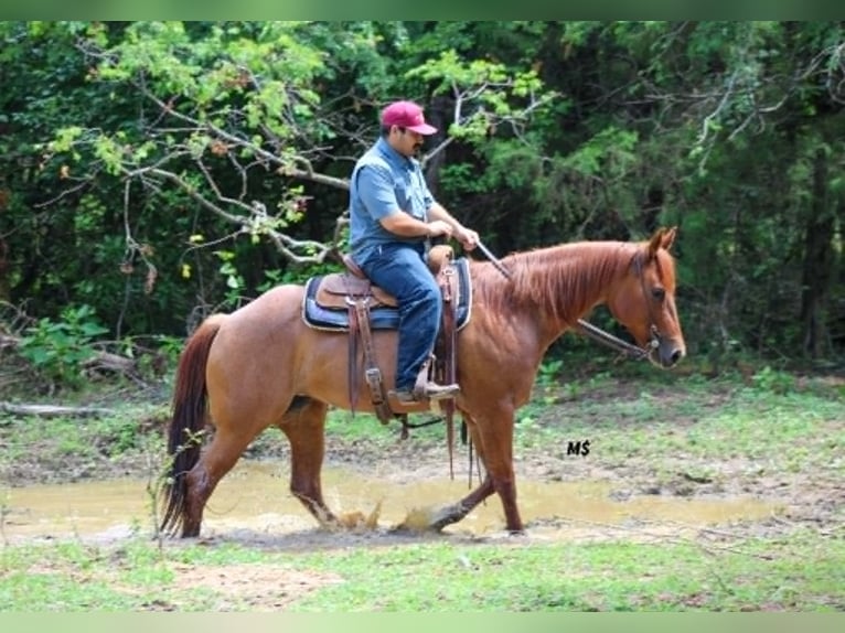 American Quarter Horse Merrie 7 Jaar 152 cm Roodvos in Whitesboro