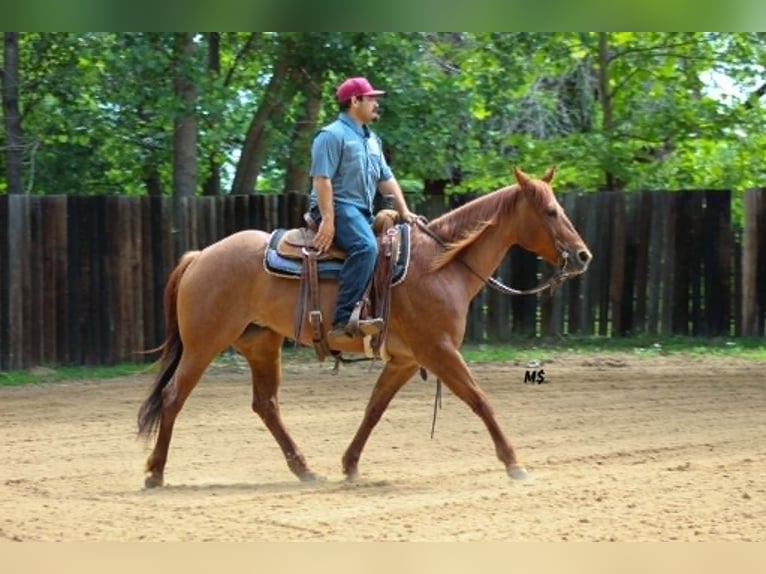 American Quarter Horse Merrie 7 Jaar 152 cm Roodvos in Whitesboro
