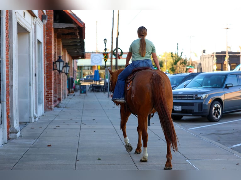 American Quarter Horse Merrie 7 Jaar 152 cm Roodvos in Forney
