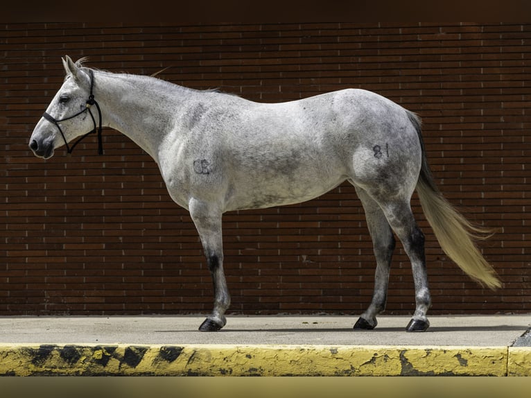 American Quarter Horse Merrie 7 Jaar 152 cm Schimmel in Victoria