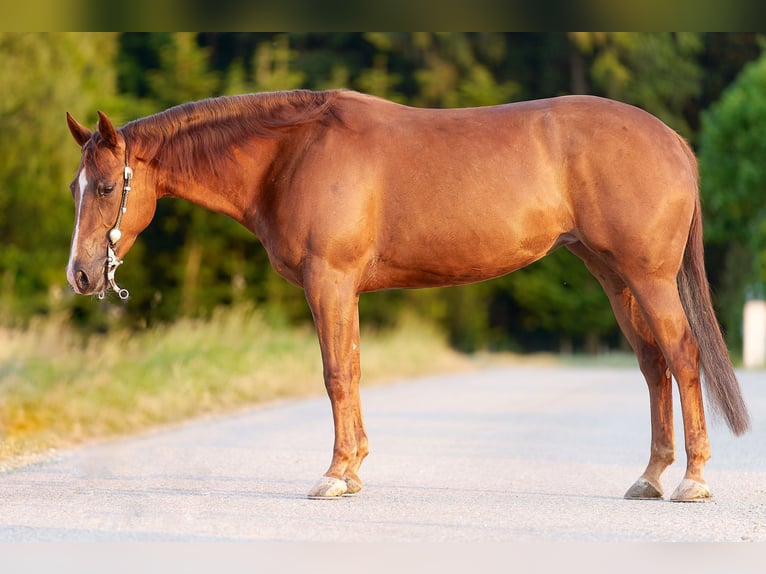 American Quarter Horse Merrie 7 Jaar 152 cm Vos in Freystadt