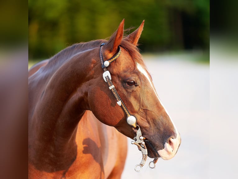 American Quarter Horse Merrie 7 Jaar 152 cm Vos in Freystadt