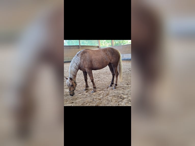 American Quarter Horse Mix Merrie 7 Jaar 153 cm Palomino in Andernach