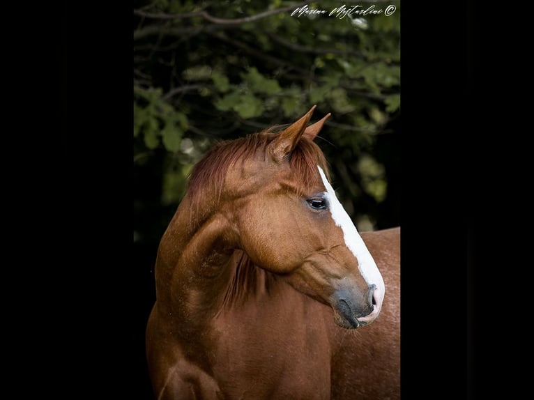 American Quarter Horse Merrie 7 Jaar 155 cm Lichtbruin in Vimercate