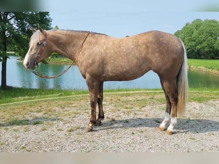 American Quarter Horse Merrie 7 Jaar 155 cm Palomino in Robards, KY