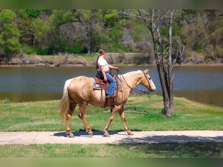 American Quarter Horse Merrie 7 Jaar 155 cm Palomino in Terrell