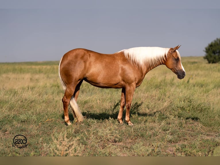 American Quarter Horse Merrie 7 Jaar 155 cm Palomino in Canyon, TX