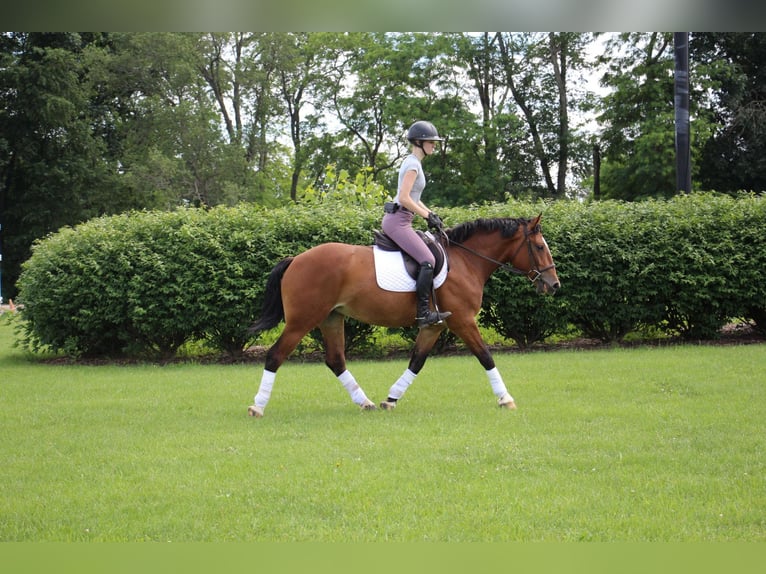 American Quarter Horse Merrie 7 Jaar 155 cm Roodbruin in Highland Mi