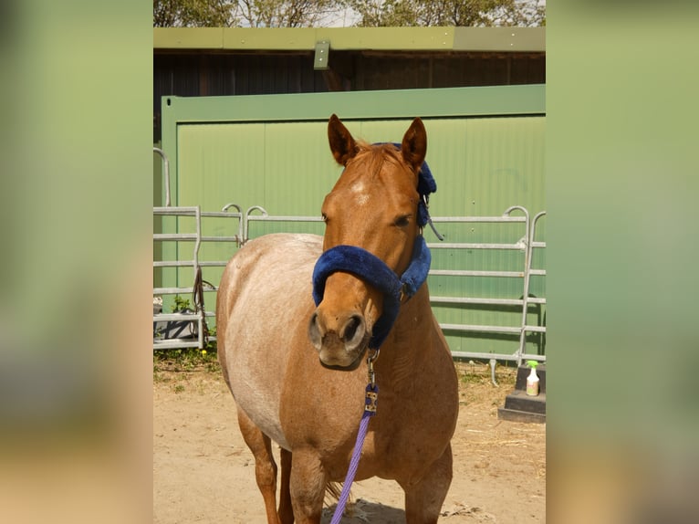 American Quarter Horse Merrie 7 Jaar 156 cm Roan-Red in Herborn