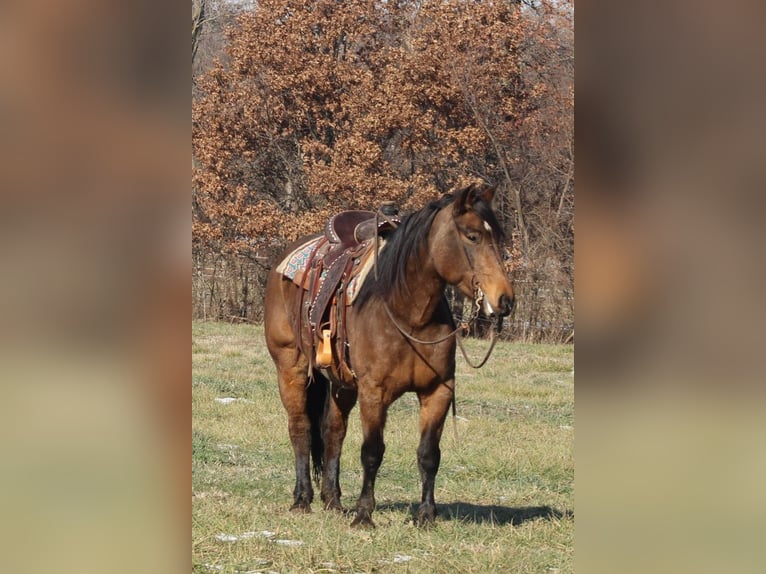 American Quarter Horse Mix Merrie 7 Jaar 157 cm Buckskin in Charleston
