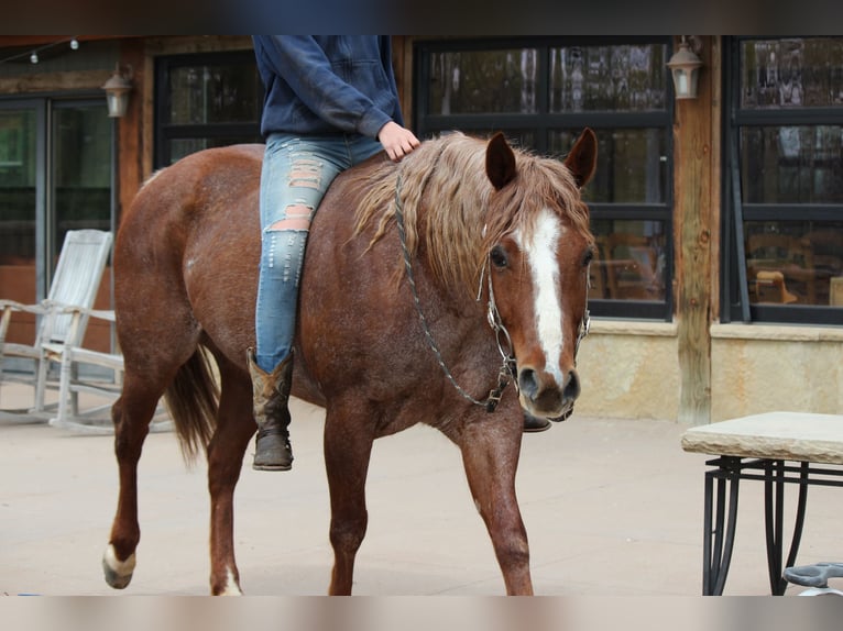 American Quarter Horse Merrie 7 Jaar 157 cm Roan-Red in Fort Collins, CO