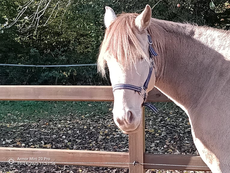 American Quarter Horse Mix Merrie 7 Jaar 158 cm Champagne in Oberndorf American Quarter Horse Mix Merrie 7 Jaar 158 cm Champagne in Oberndorf