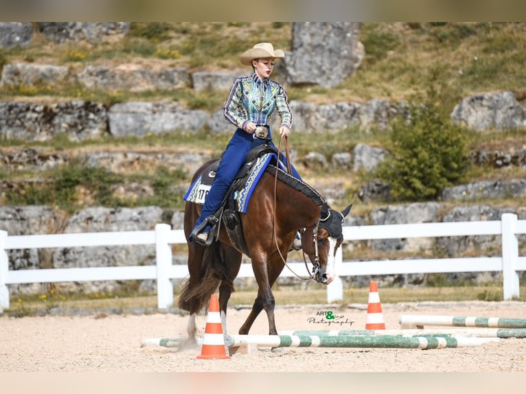 American Quarter Horse Merrie 7 Jaar 160 cm Donkere-vos in Winterbach