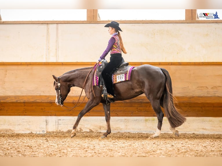 American Quarter Horse Merrie 7 Jaar 160 cm Donkere-vos in Winterbach