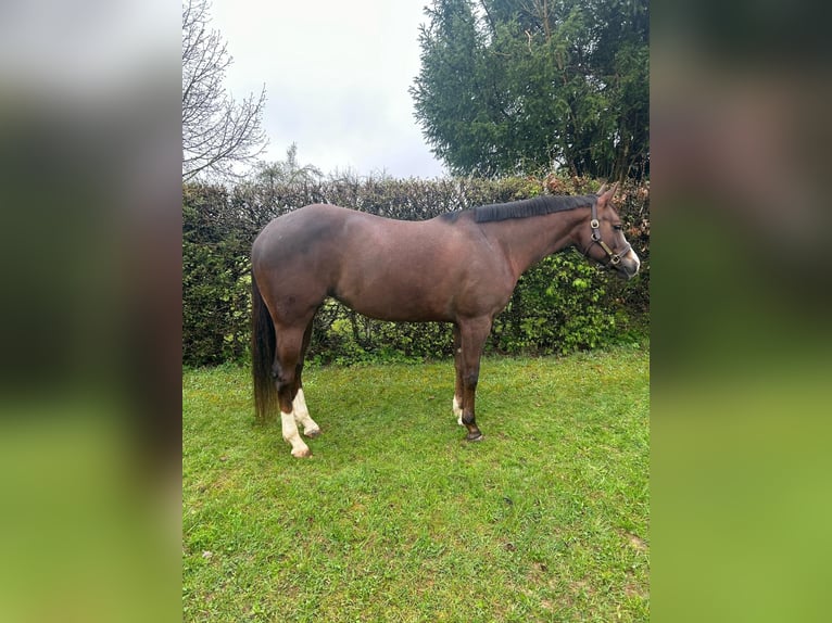 American Quarter Horse Merrie 7 Jaar 160 cm Donkere-vos in Winterbach