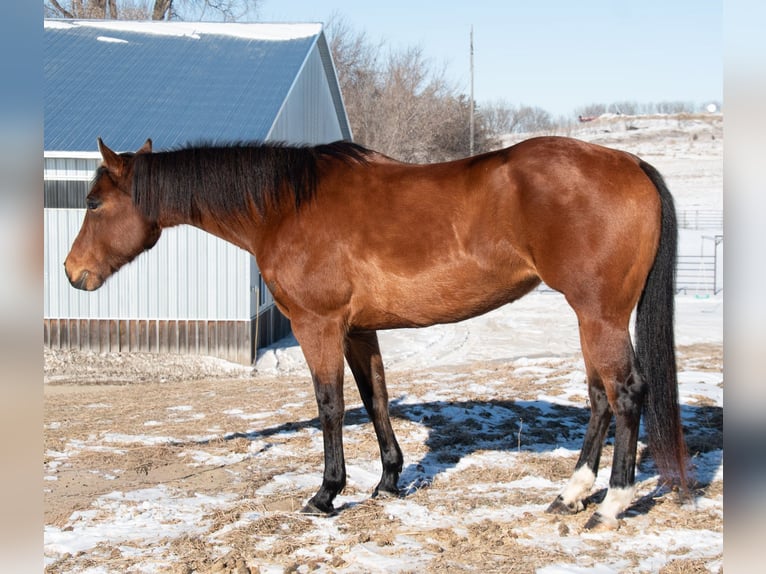 American Quarter Horse Merrie 7 Jaar 160 cm Roodbruin in Glencoe