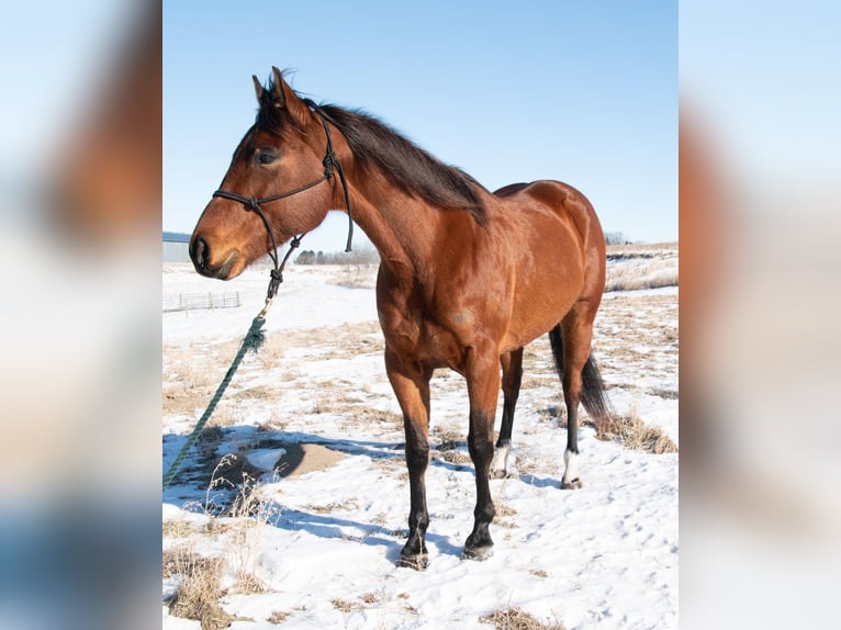 American Quarter Horse Merrie 7 Jaar 160 cm Roodbruin in Glencoe