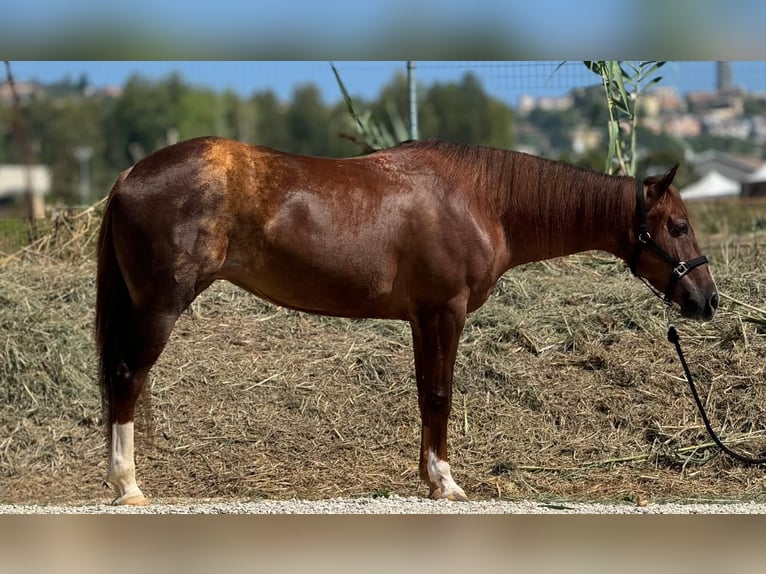 American Quarter Horse Merrie 7 Jaar 160 cm Roodvos in San Giovanni