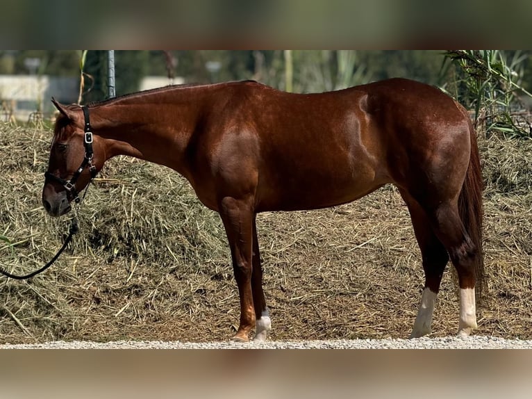 American Quarter Horse Merrie 7 Jaar 160 cm Roodvos in San Giovanni