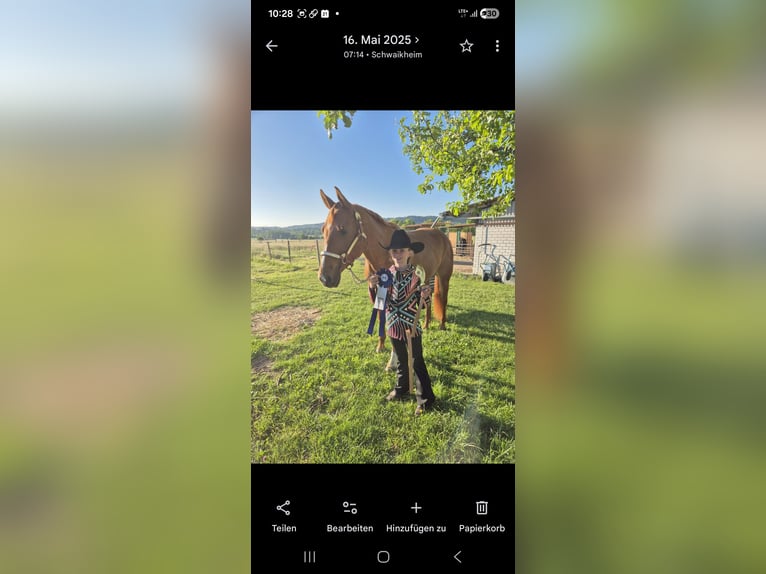 American Quarter Horse Merrie 7 Jaar 163 cm Vos in Winterbach