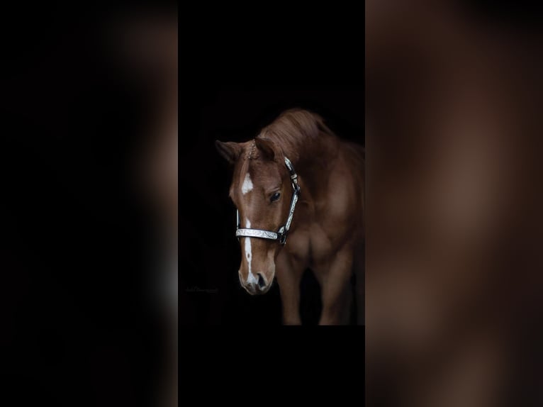 American Quarter Horse Merrie 7 Jaar 163 cm Vos in Winterbach