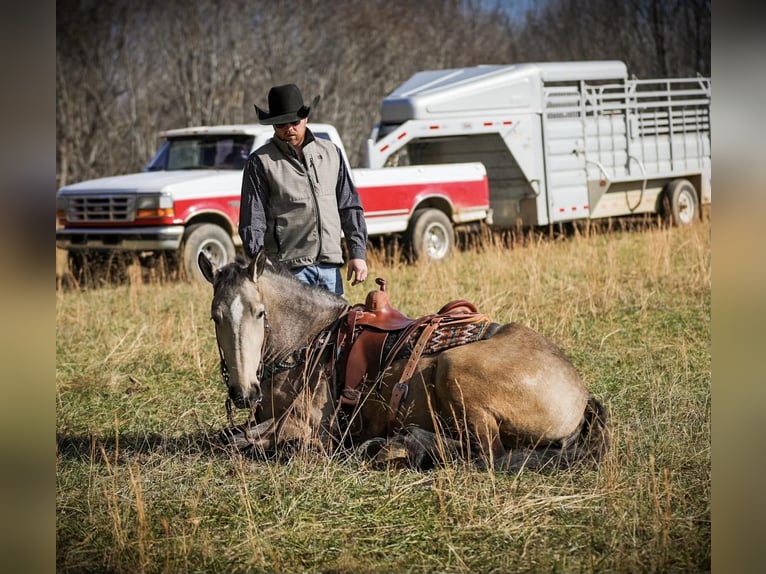 American Quarter Horse Merrie 7 Jaar 168 cm Buckskin in Santa Fe, TN