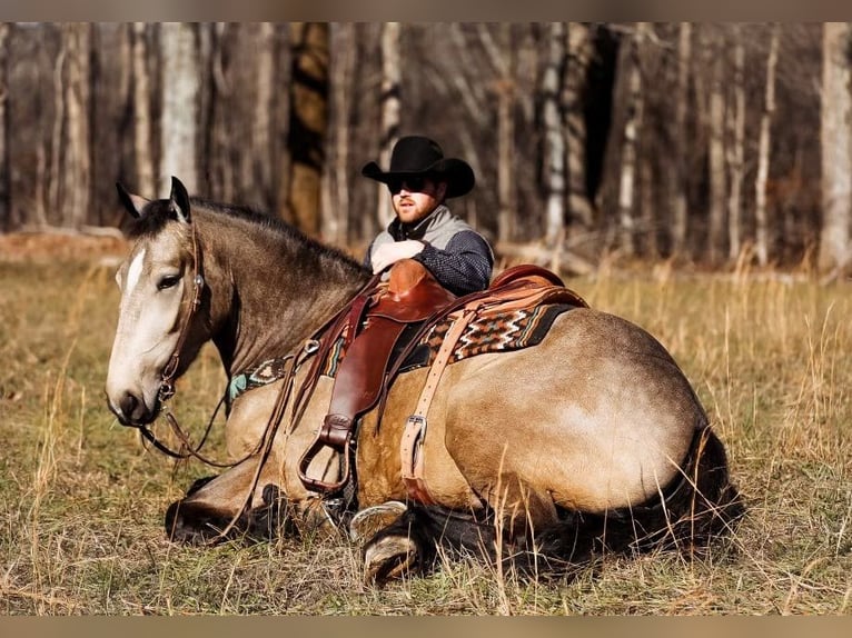 American Quarter Horse Merrie 7 Jaar 168 cm Buckskin in Santa Fe, TN