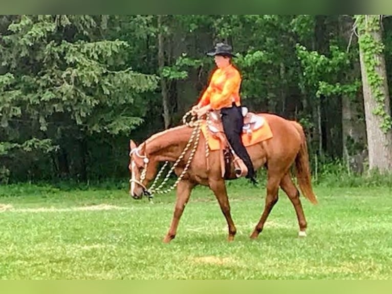 American Quarter Horse Merrie 7 Jaar 168 cm Donkere-vos in Walbridge