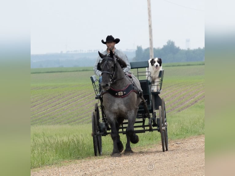 American Quarter Horse Merrie 7 Jaar 168 cm Roan-Blue in Windom, MN