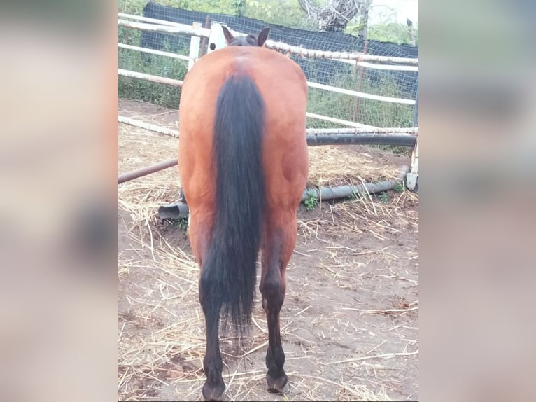 American Quarter Horse Merrie 7 Jaar 170 cm Donkerbruin in Somma Vesuviana