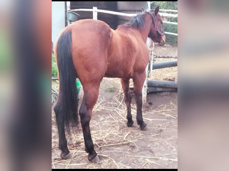 American Quarter Horse Merrie 7 Jaar 170 cm Donkerbruin in Somma Vesuviana
