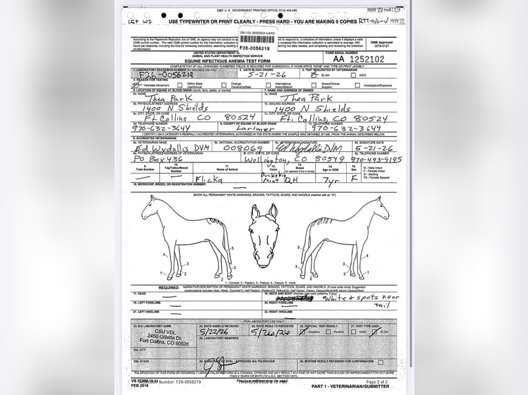 American Quarter Horse Merrie 7 Jaar 173 cm Buckskin in Fort Collins