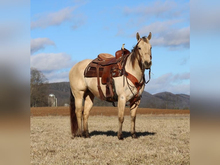 American Quarter Horse Merrie 7 Jaar Buckskin in Rebersburg, PA