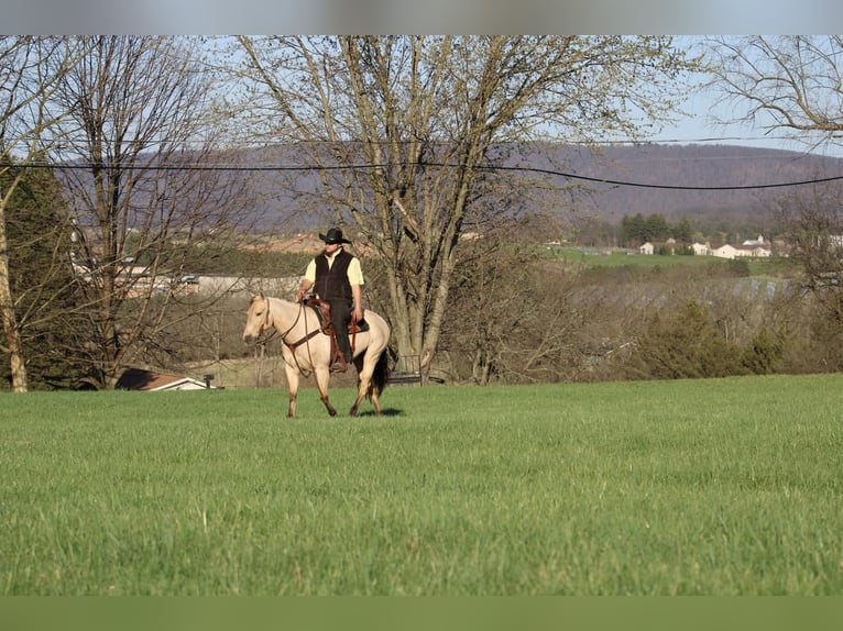 American Quarter Horse Merrie 7 Jaar Buckskin in Rebersburg, PA